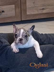 Stenad francuskog buldoga dva merle muzjaka 3.5 meseca